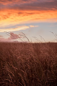 Rice Field thumbnail