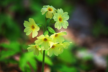 shallow focus photography of yellow primrose flower thumbnail