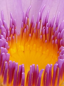 yellow and purple waterlily flower in macro photography thumbnail