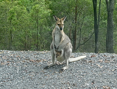gray kangaroo near trees thumbnail