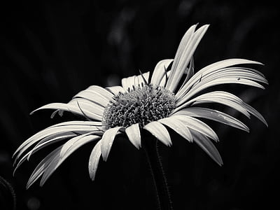 grayscale photo of daisy flower thumbnail