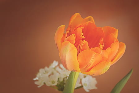 orange petal flower thumbnail