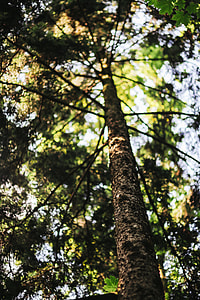 A walk through the forest moze thumbnail