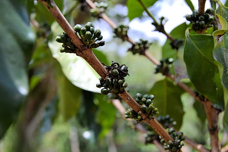 flowers bud on green leaf tree thumbnail
