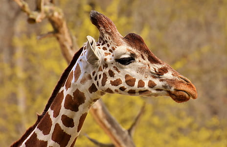 selective focus photo of brown giraffe thumbnail