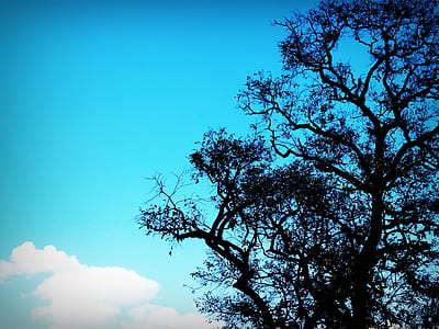 wood, nature, sky, clouds thumbnail