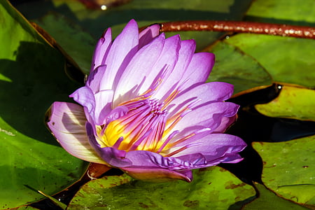 close up photo of purple water lily flower at daytime thumbnail