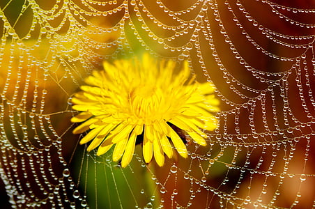 yellow dandelion flower in bloom close up photo thumbnail