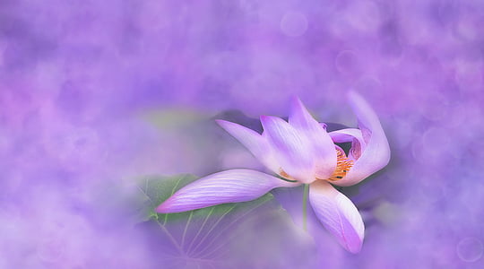 macro photography of pink flower thumbnail
