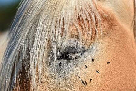 closeup photo of brown horse thumbnail