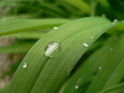 close up photo of water droplets on leaf thumbnail