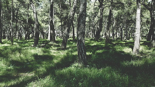 landscape photo of forest during daytime thumbnail