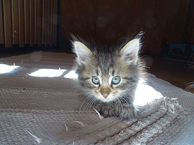 brown tabby kitten lying on tablecloth thumbnail