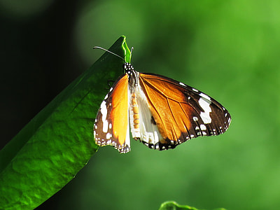 brown, black, and white butterfly perched on green leaf at daytime thumbnail