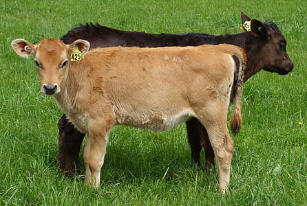 One fawn and one black calf in a paddock thumbnail