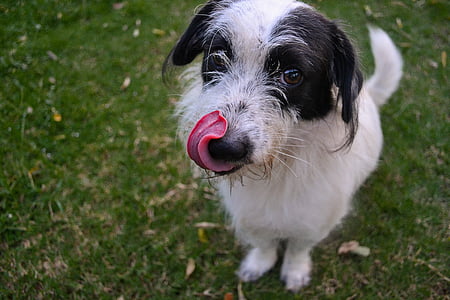 wirehaired black and white puppy thumbnail