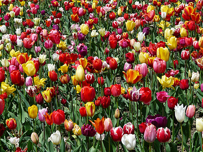bed of parrot tulips thumbnail