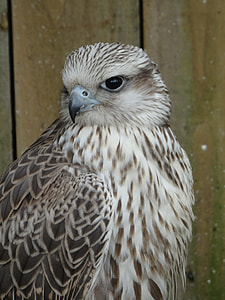 Cyr Falcon, York Bird Of Prey Centre thumbnail
