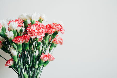 white and red flowers beside white wall closeup photo thumbnail