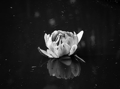 grayscale flower thumbnail