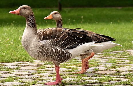 two ducks walking beside grass field thumbnail