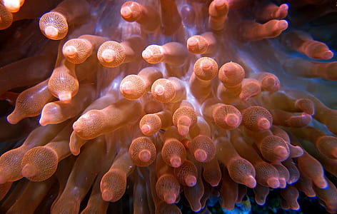 close-up photo of brown sea creatureas thumbnail