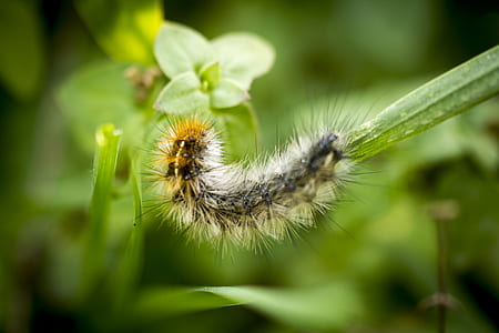 macro photography of hairy larvae thumbnail