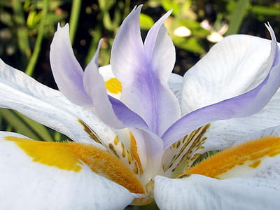 macro photography of purple, yellow, and white iris flower in bloom thumbnail