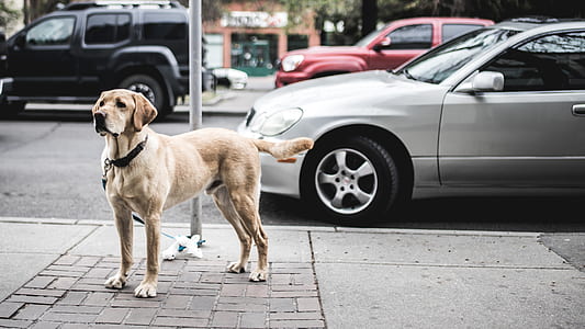 short-coated yellow Labrador retriever puppy standing near silver vehicle thumbnail