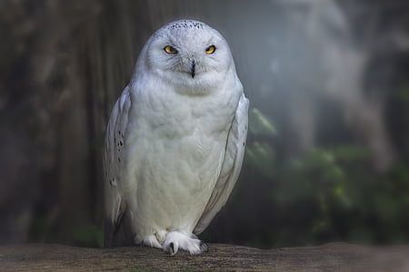 white owl perching on branch thumbnail