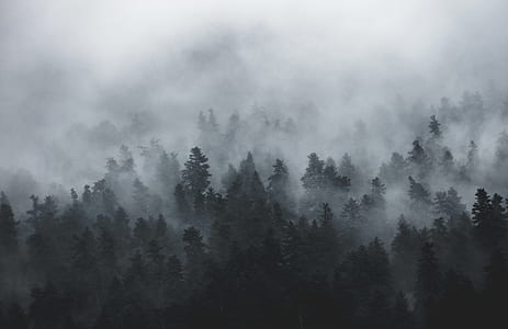 forest trees with fog thumbnail