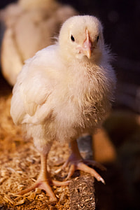 selective focus photography of chick thumbnail