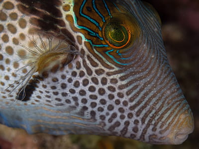 closeup photo of puffer fish thumbnail