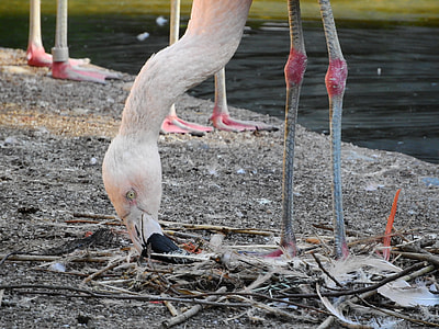 Flamingo Chilean thumbnail