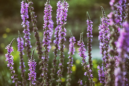 Close-up shot of a lavender coloured plant thumbnail
