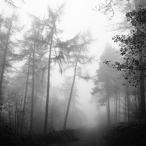 green leaf trees covered with mist thumbnail