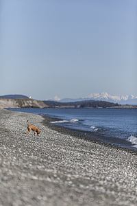 selective focus photography of brown dog at the beach thumbnail