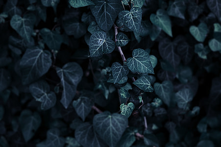 green leafed plants thumbnail