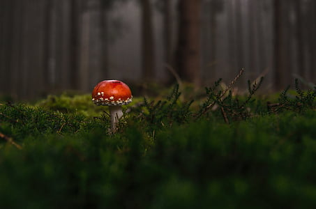 red mushroom thumbnail