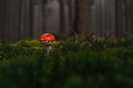 nature, red, forest, macro thumbnail