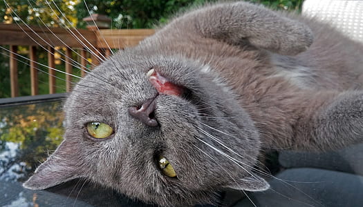 short-fur gray cat lying on clear glass table top thumbnail