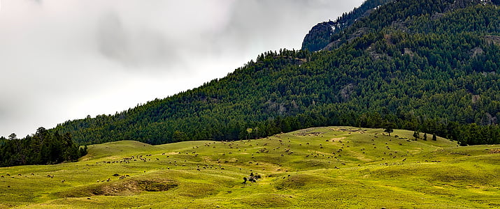 green grass field thumbnail