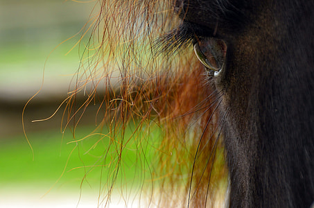 Horse, Animal World thumbnail