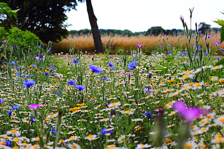 flowers, summer, meadow, blossom thumbnail