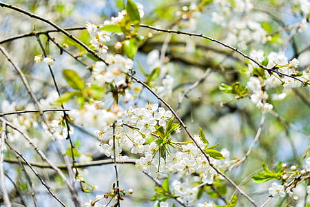 nature, flowers, branches, petals thumbnail