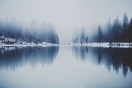 reflective photography of pine trees thumbnail