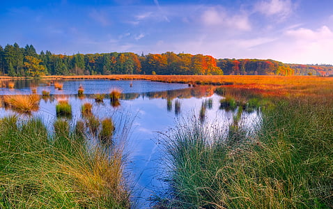 swamp surrounded with grasses thumbnail