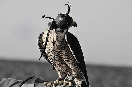 gray scale photography of vulture with mask thumbnail