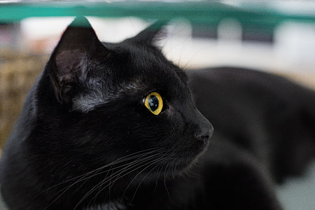 short-coated black cat thumbnail