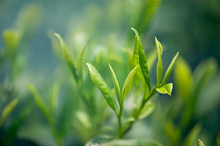shallow focus photo of green leafed plant thumbnail
